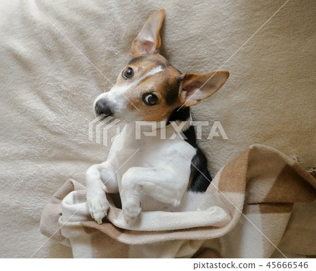 Adult dog wrapped in the chequered blanket 45666546