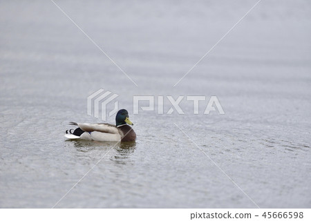 Mallard Mallard 45666598