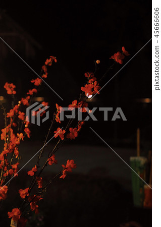 Flowers in dark background. Flowers in dark background. 45666606
