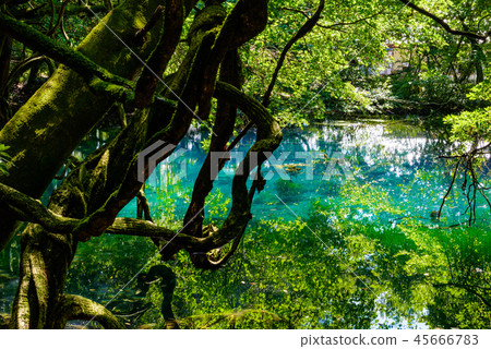 Mr. Maruike 45666783