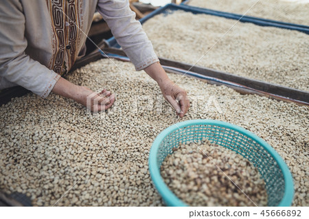 Parchment coffee Dried beans Coffee, Coffee dryin Parchment coffee Dried beans Coffee, Coffee dryin 45666892