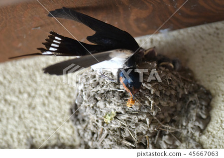 Swallow Swallow 45667063