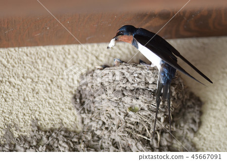 Swallow Swallow 45667091