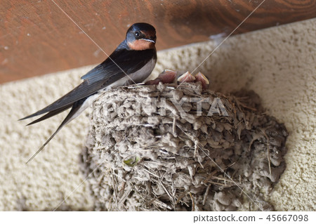 Swallow  45667098