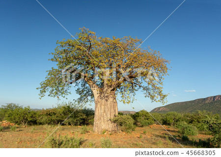 beautiful tree Baobab (Adansonia) in North Namibia 45668305