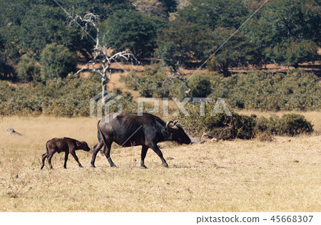Cape Buffalo with calf, Botswana safari wildlife 45668307