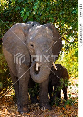 Elephant baby, Botswana safari wildlife 45668313