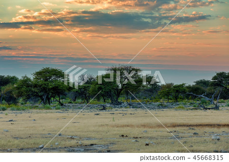 Etosha landscape Namibia Africa wilderness Etosha landscape Namibia Africa wilderness 45668315