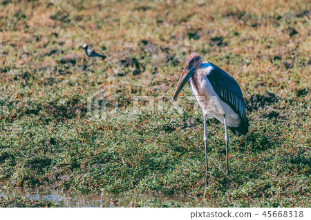 Marabou storks, Chobe Botswana Africa wildlife Marabou storks, Chobe Botswana Africa wildlife 45668318