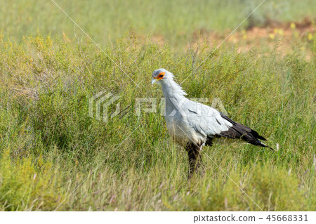 Secretary bird Kalahari Park, South Africa Secretary bird Kalahari Park, South Africa 45668331