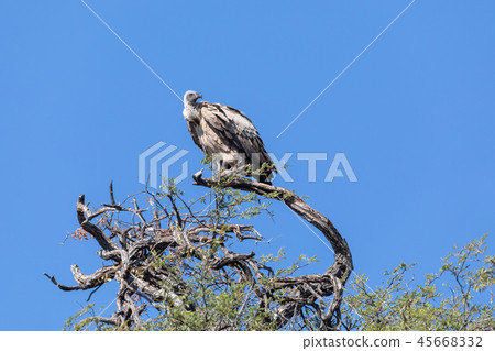 White backed vulture on tree, Botswana Africa White backed vulture on tree, Botswana Africa 45668332