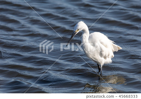 little egret in Walvis Bay Namibia little egret in Walvis Bay Namibia 45668333