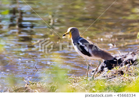 bird White headed Lapwing, Botswana Africa safari bird White headed Lapwing, Botswana Africa safari 45668334