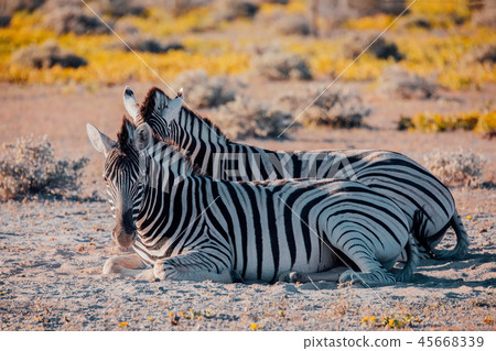 Zebra in bush, Namibia Africa wildlife 45668339