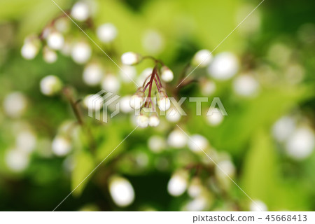 Princess Utsunobudomi 45668413