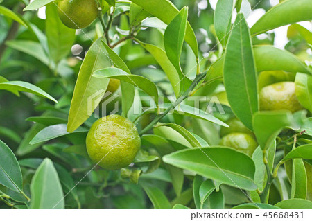 Shikuwasa green fruit Shikuwasa green fruit 45668431