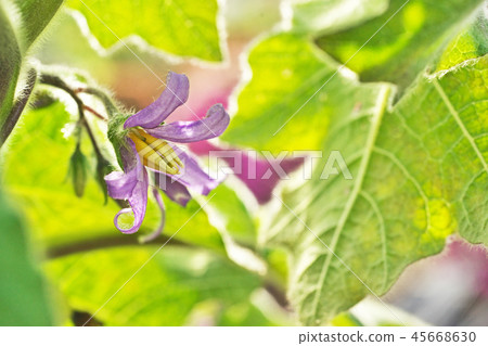 紫色金槍魚花 45668630