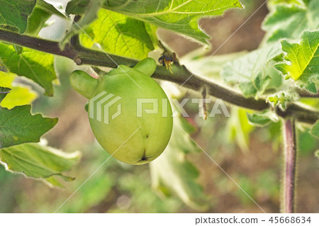 綠金槍魚種子 45668634