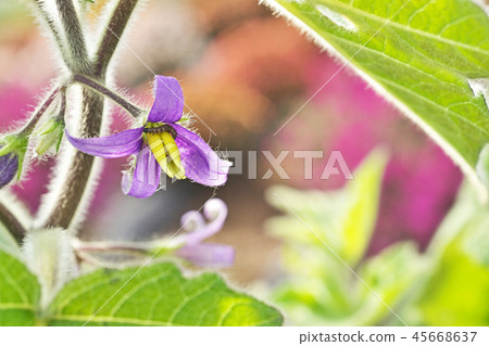 Purple tuna flower 45668637