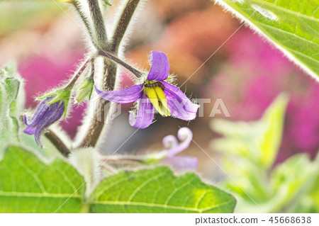 Purple tuna flower Purple tuna flower 45668638