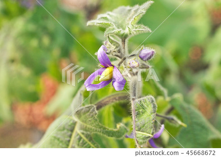 Purple tuna flower Purple tuna flower 45668672
