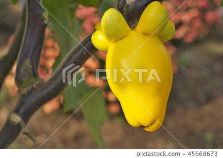 黃色Tsukinasu（foxunes）果子 45668673