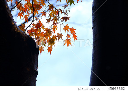 Momiji in the late autumn Momiji in the late autumn 45668862