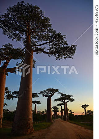 猴麵包樹公路 45668975