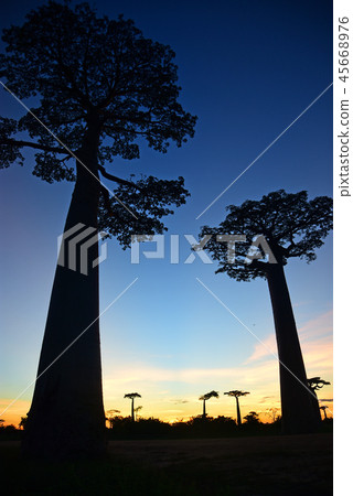 猴麵包樹公路 45668976