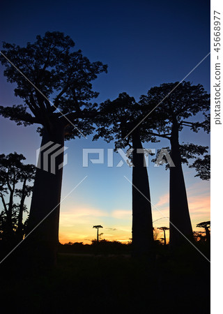 Baobab Highway 45668977