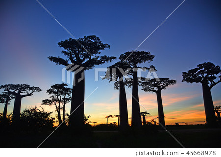 猴麵包樹公路 45668978