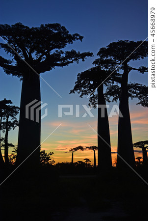 猴麵包樹公路 猴麵包樹公路 45668979