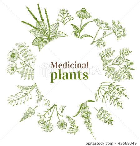 Round Template with Medicinal Plants in... - Stock Illustration ...