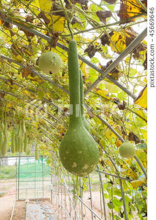 Gourd tunnel Gourd tunnel 45669646
