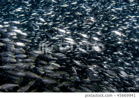 sardine school of fish underwater sardine school of fish underwater 45669941