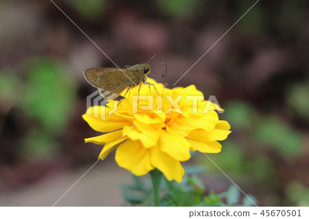Calendula and butterfly 45670501