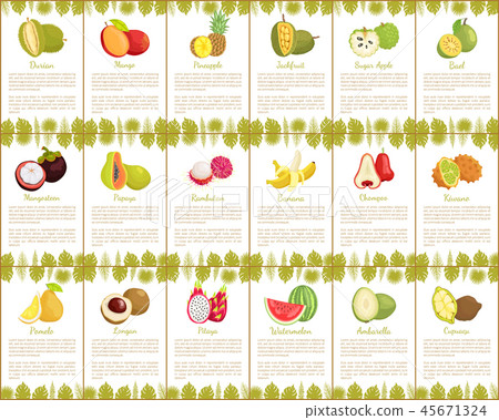 Pomelo and Longan Posters Vector Illustration 45671324