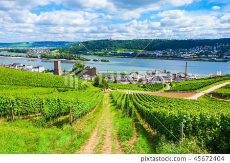 Rudesheim am Rhein Vineyards, Germany 45672404