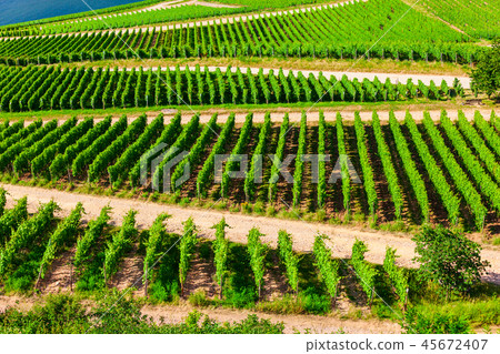 Rudesheim am Rhein Vineyards, Germany 45672407