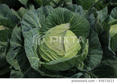 Takahara cabbage 45673813