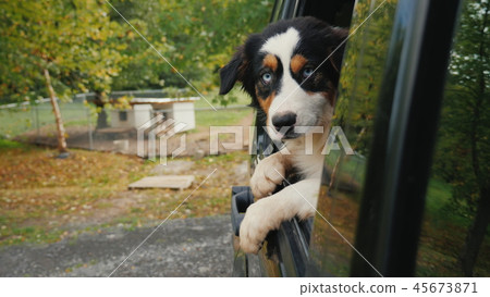 The dog leaves the animal shelter. Looks out of the car window, in the background, cages and booths The dog leaves the animal shelter. Looks out of the car window, in the background, cages and booths 45673871