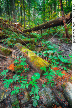 old fallen trees in the forest. old fallen trees in the forest. 45674164