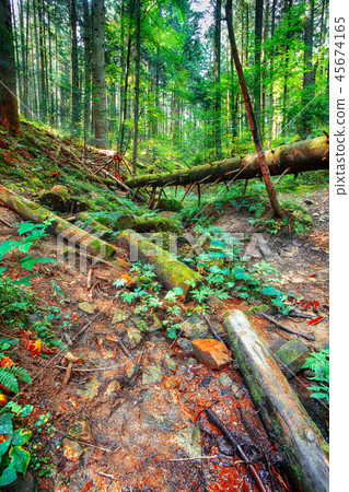 old fallen trees in the forest. old fallen trees in the forest. 45674165