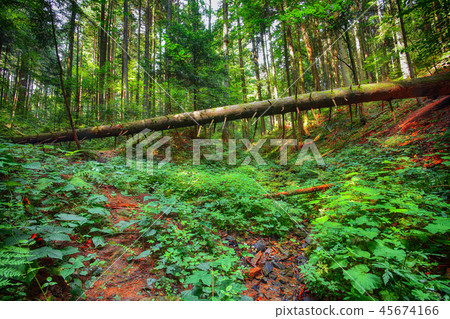 old fallen trees in the forest old fallen trees in the forest 45674166