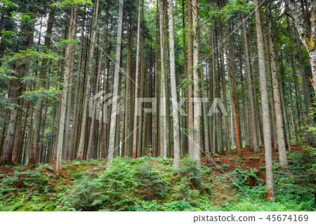 spirit of freshness in Pine forest. spirit of freshness in Pine forest. 45674169