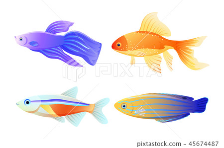 Nautical Fish Specie Color Vector Illustration Nautical Fish Specie Color Vector Illustration 45674487