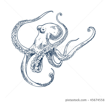 Octopus seafood vector monochrome illustration Octopus seafood vector monochrome illustration 45674558