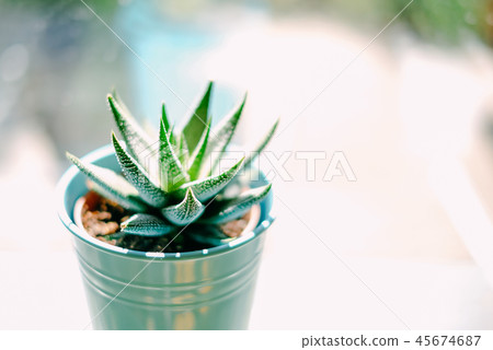 Beautiful green with white spots succulent Haworthia Fasciata on the metal flowerpot near window in Beautiful green with white spots succulent Haworthia Fasciata on the metal flowerpot near window in 45674687