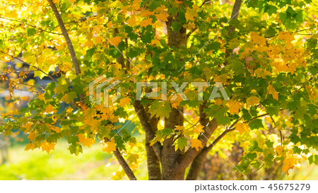 秋天的樹葉 45675279