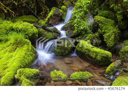 Gangwon-do, Korea, Taebaek, Sangdong, Moss Valley 45676174